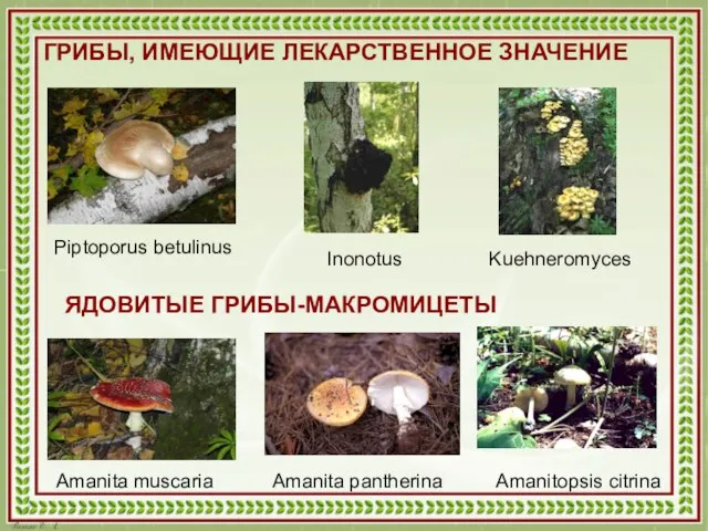 ГРИБЫ, ИМЕЮЩИЕ ЛЕКАРСТВЕННОЕ ЗНАЧЕНИЕ Piptoporus betulinus Inonotus Kuehneromyces ЯДОВИТЫЕ ГРИБЫ-МАКРОМИЦЕТЫ Amanita muscaria Amanita pantherina Amanitopsis citrina