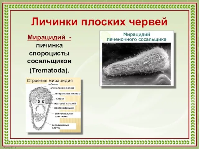 Личинки плоских червей Мирацидий -личинка спороцисты сосальщиков (Trematoda).