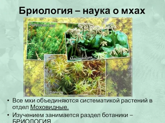 Бриология – наука о мхах Все мхи объединяются систематикой растений в