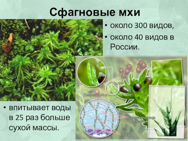 Сфагновые мхи около 300 видов, около 40 видов в России. впитывает