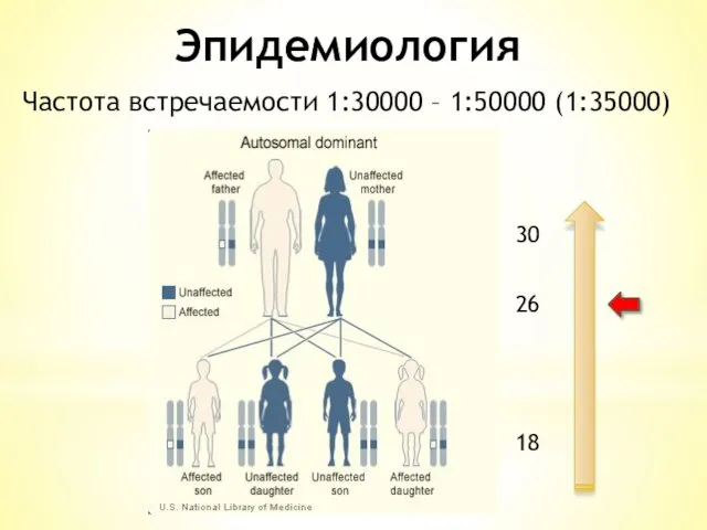 Эпидемиология Частота встречаемости 1:30000 – 1:50000 (1:35000) 18 30 26