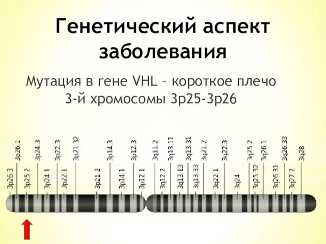 Мутация в гене VHL – короткое плечо 3-й хромосомы 3p25-3p26 Генетический аспект заболевания