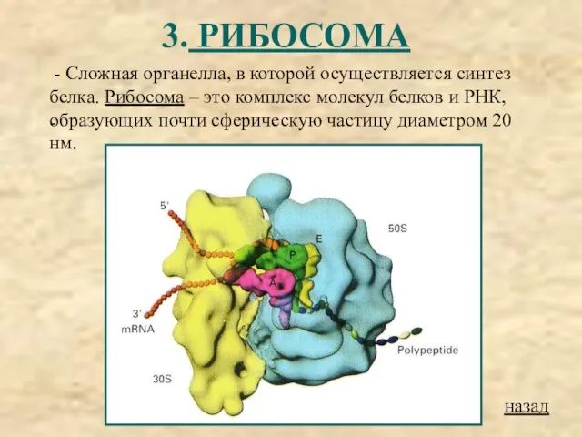 3. РИБОСОМА - Сложная органелла, в которой осуществляется синтез белка. Рибосома