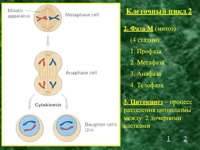 Клеточный цикл 2 2. Фаза М (митоз) (4 стадии): 1. Профаза