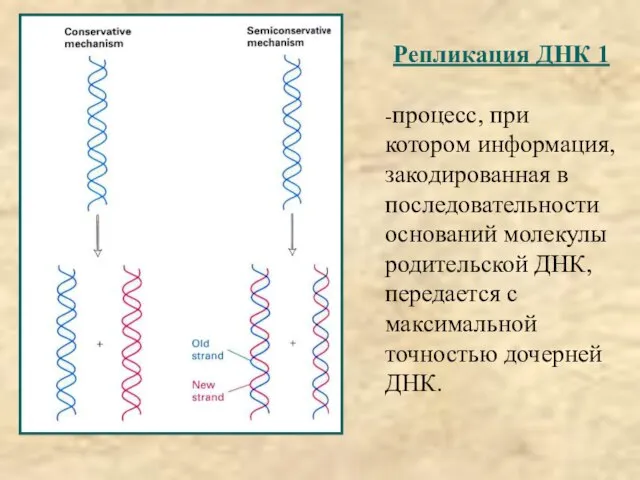 Репликация ДНК 1 -процесс, при котором информация, закодированная в последовательности оснований