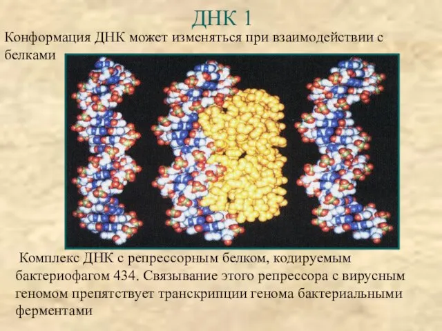 ДНК 1 Конформация ДНК может изменяться при взаимодействии с белками Комплекс