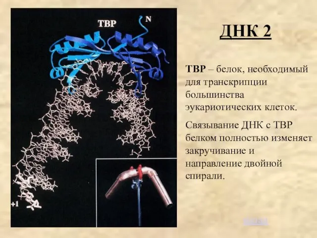 ДНК 2 ТВР – белок, необходимый для транскрипции большинства эукариотических клеток.