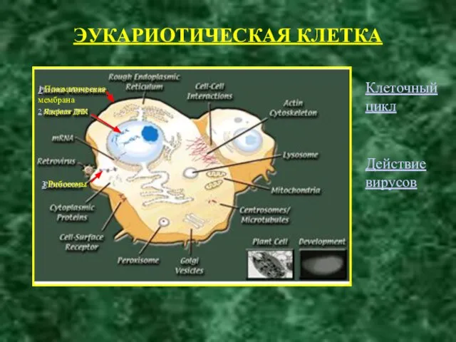 ЭУКАРИОТИЧЕСКАЯ КЛЕТКА 2 Ядерная ДНК 3 Рибосомы 1 Плазматическая мембрана Клеточный цикл Действие вирусов