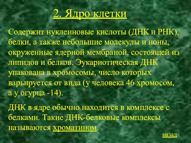 2. Ядро клетки Содержит нуклеиновые кислоты (ДНК и РНК), белки, а