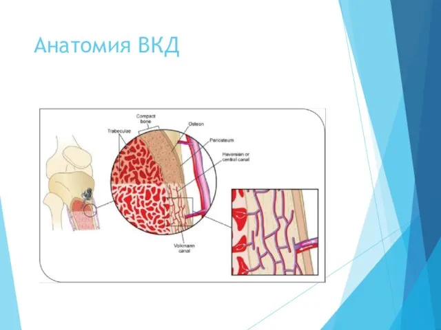 Анатомия ВКД