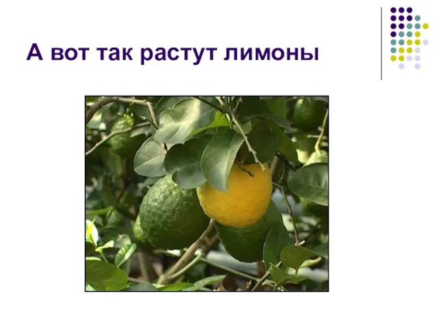 А вот так растут лимоны