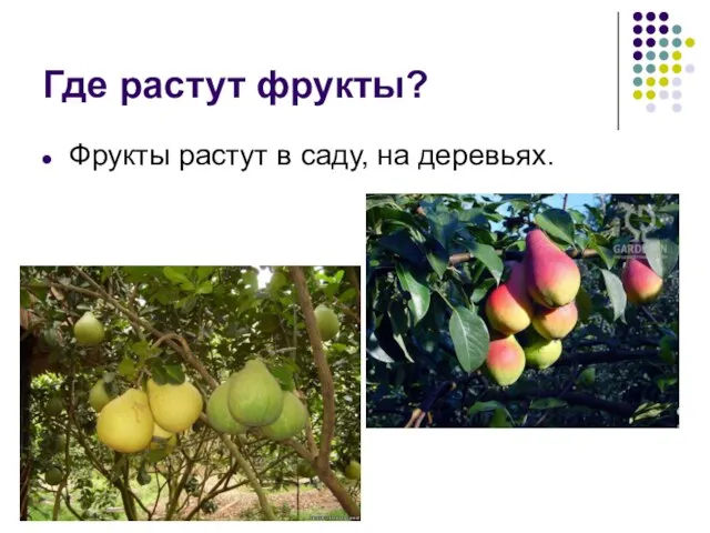 Где растут фрукты? Фрукты растут в саду, на деревьях.