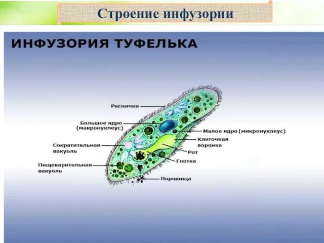 Строение инфузории