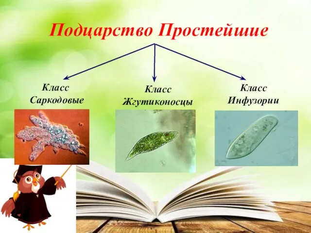 Подцарство Простейшие Класс Саркодовые Класс Жгутиконосцы Класс Инфузории