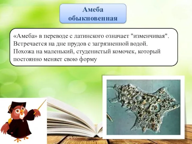 Амеба обыкновенная «Амеба» в переводе с латинского означает "изменчивая". Встречается на