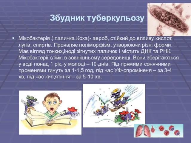 Збудник туберкульозу Мікобактерія ( паличка Коха)- аероб, стійкий до впливу кислот,