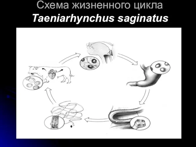 Схема жизненного цикла Taeniarhynchus saginatus