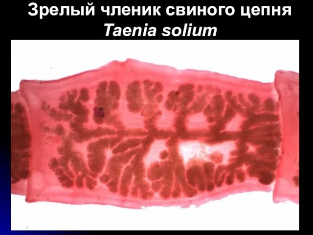 Зрелый членик свиного цепня Taenia solium