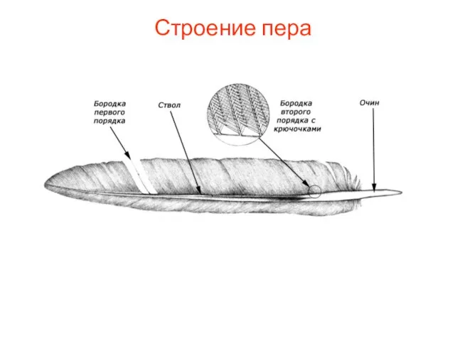 Строение пера