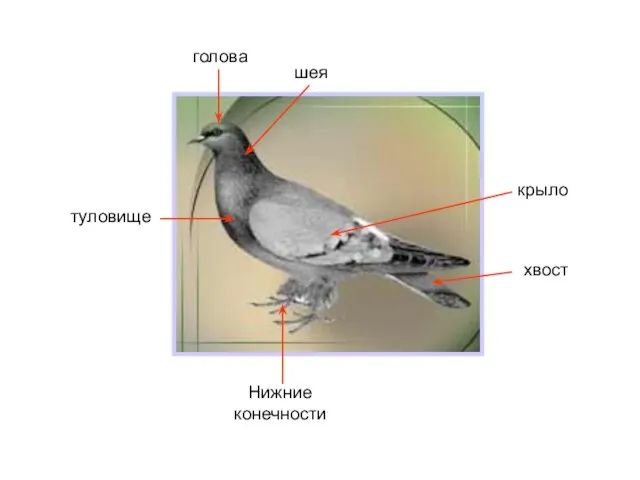голова шея крыло туловище Нижние конечности хвост