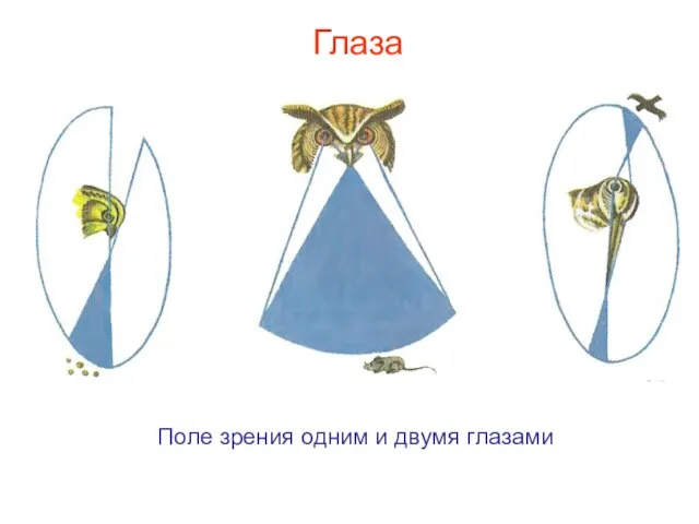 Глаза Поле зрения одним и двумя глазами