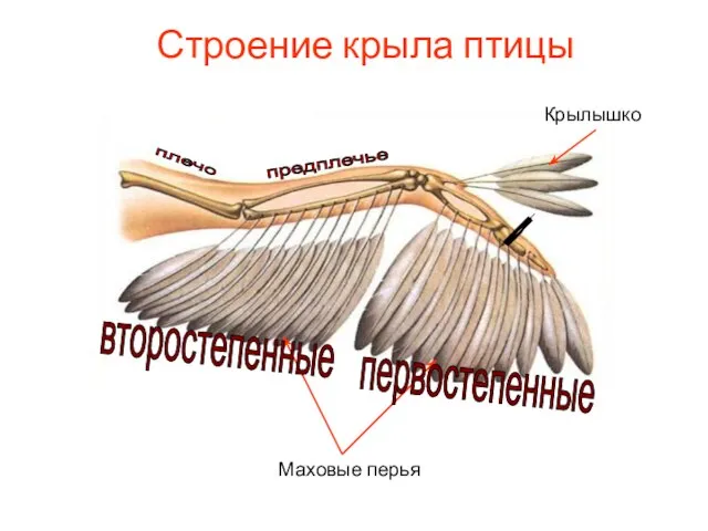 Строение крыла птицы Маховые перья Крылышко плечо предплечье кисть первостепенные второстепенные