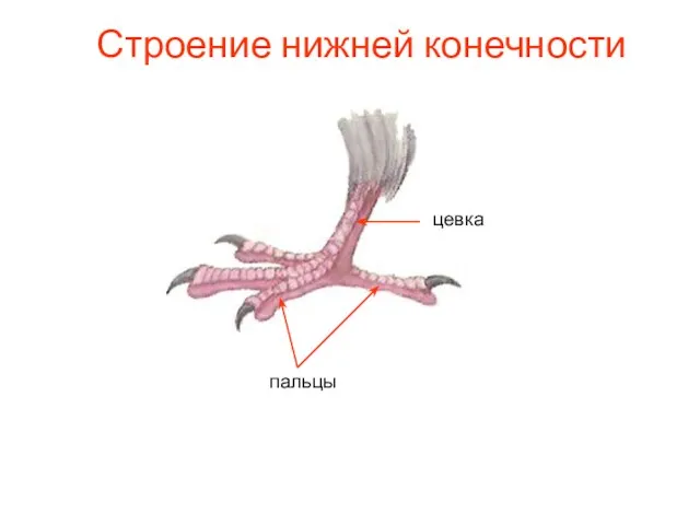 Строение нижней конечности пальцы цевка