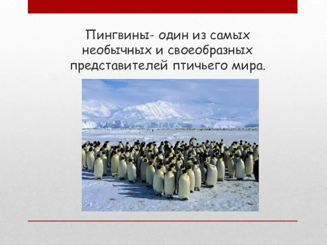 Пингвины- один из самых необычных и своеобразных представителей птичьего мира.