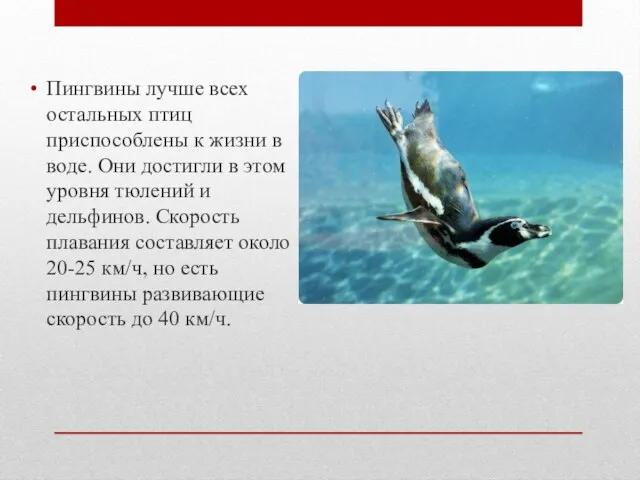 Пингвины лучше всех остальных птиц приспособлены к жизни в воде. Они