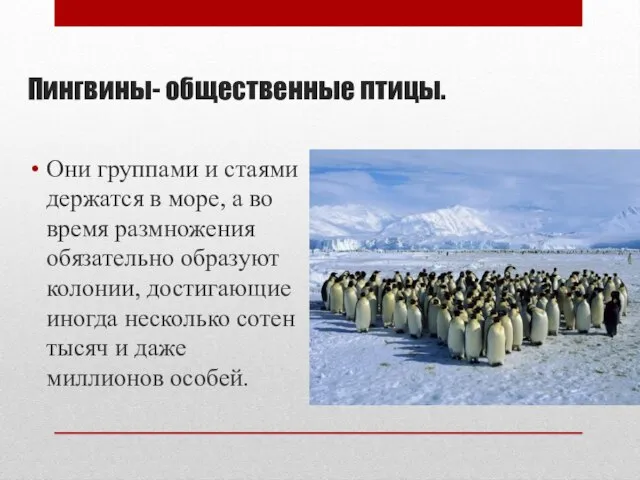 Пингвины- общественные птицы. Они группами и стаями держатся в море, а