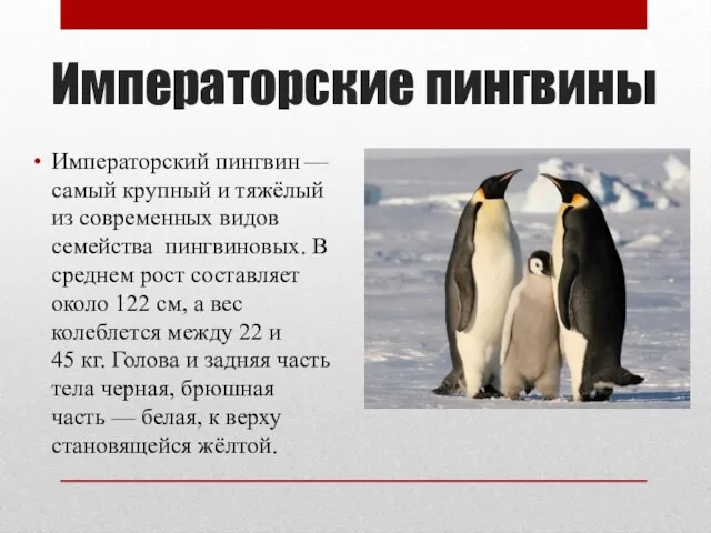 Императорские пингвины Императорский пингвин — самый крупный и тяжёлый из современных