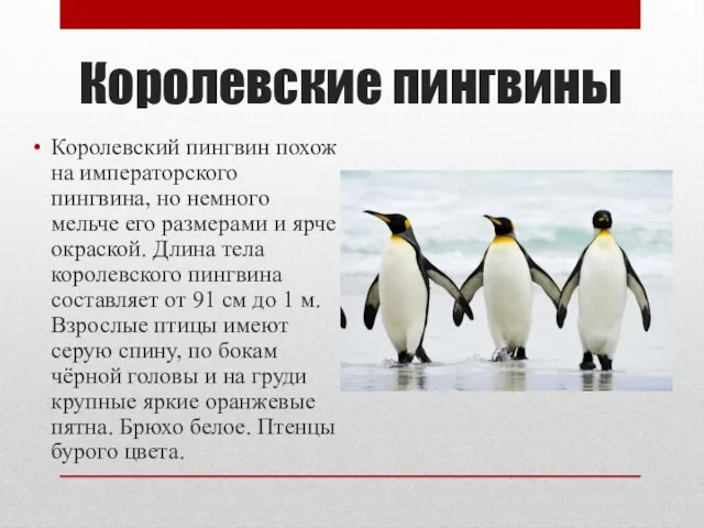 Королевские пингвины Королевский пингвин похож на императорского пингвина, но немного мельче