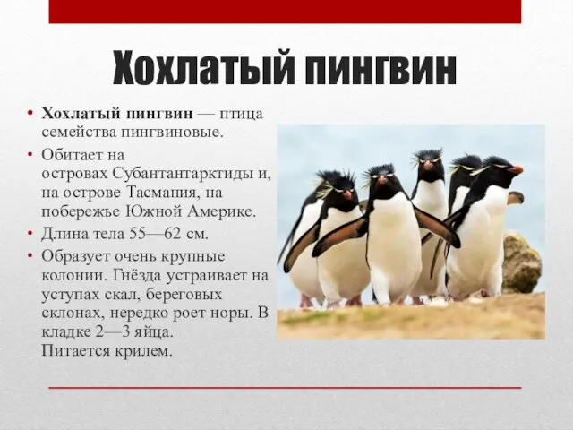 Хохлатый пингвин Хохлатый пингвин — птица семейства пингвиновые. Обитает на островах