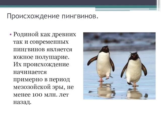 Происхождение пингвинов. Родиной как древних так и современных пингвинов является южное