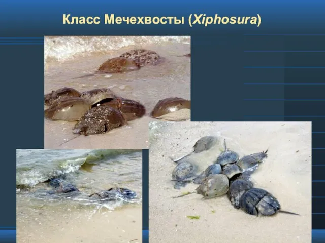 Класс Мечехвосты (Xiphosura)