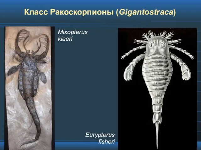 Класс Ракоскорпионы (Gigantostraca)