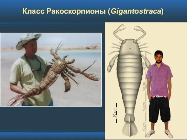 Класс Ракоскорпионы (Gigantostraca)