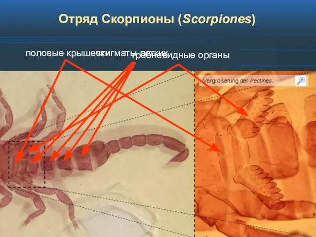 Отряд Скорпионы (Scorpiones)