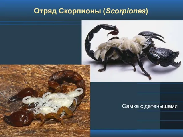 Отряд Скорпионы (Scorpiones) Самка с детенышами