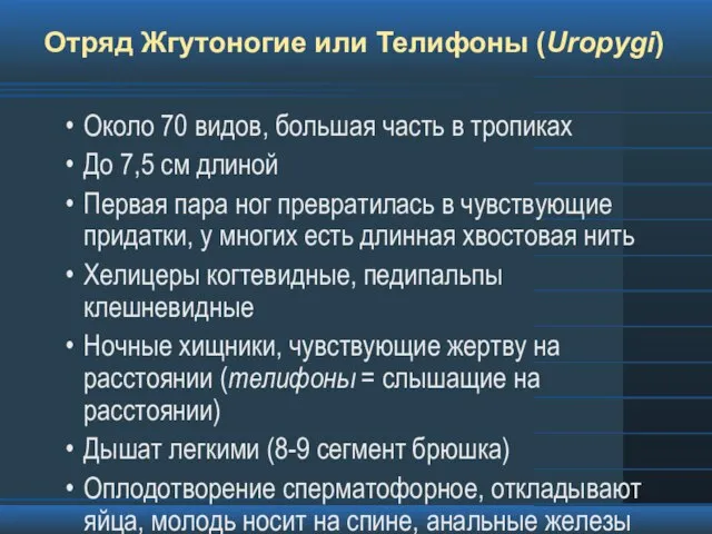 Отряд Жгутоногие или Телифоны (Uropygi) Около 70 видов, большая часть в