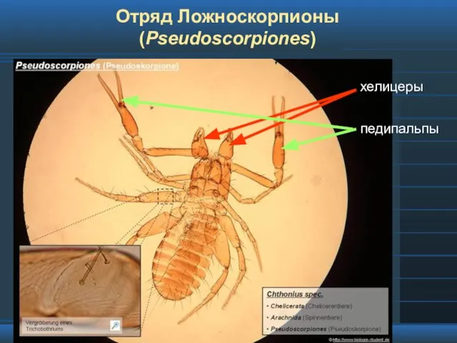 Отряд Ложноскорпионы (Pseudoscorpiones)