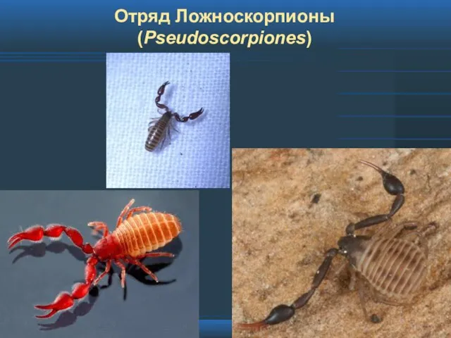 Отряд Ложноскорпионы (Pseudoscorpiones)