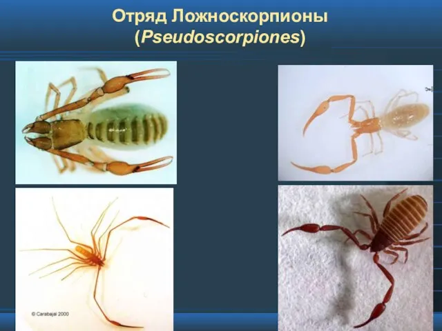 Отряд Ложноскорпионы (Pseudoscorpiones)