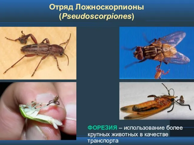 Отряд Ложноскорпионы (Pseudoscorpiones) ФОРЕЗИЯ – использование более крупных животных в качестве транспорта