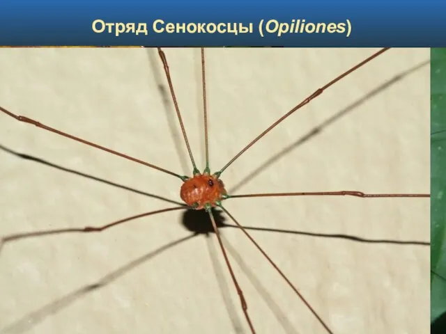 Отряд Сенокосцы (Opiliones)