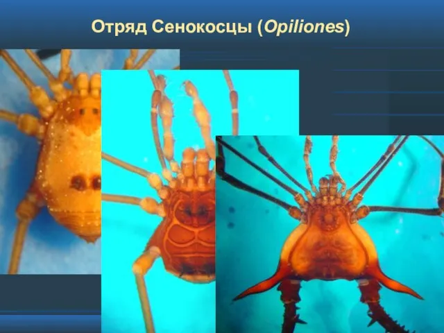 Отряд Сенокосцы (Opiliones)