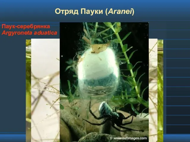 Отряд Пауки (Aranei) Паук-серебрянка Argyroneta aduatica