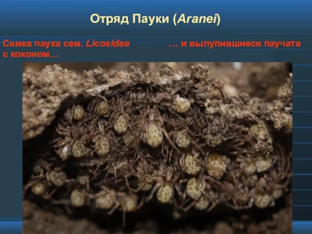 Отряд Пауки (Aranei) Самка паука сем. Licosidae с коконом… … и вылупившиеся паучата