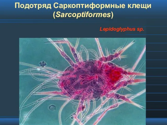 Подотряд Саркоптиформные клещи (Sarcoptiformes) Lepidoglyphus sp.