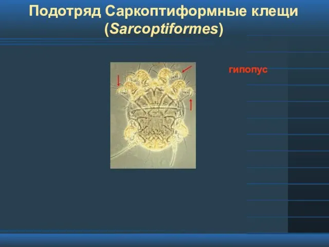 Подотряд Саркоптиформные клещи (Sarcoptiformes) гипопус